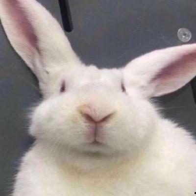 兔子吃瓜小表情,萌态十足