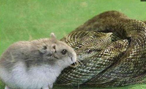 瓜蛇吃老鼠视频,惊心动魄的生态瞬间