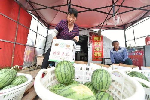 横溪吃瓜,揭秘乡村夏日里的欢乐时光