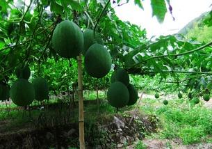 吊瓜什么地方吃,从藤蔓到餐桌的美食之旅