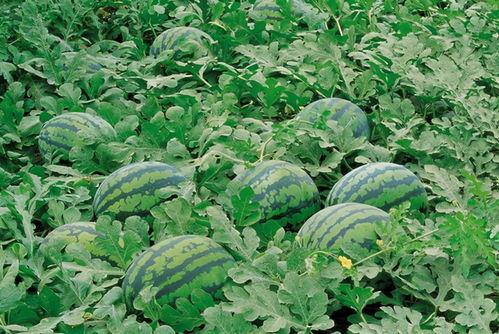 山西长治职院吃瓜,揭秘校园风云录