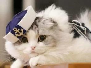 猫九酱吃瓜,揭秘娱乐圈那些不为人知的幕后故事