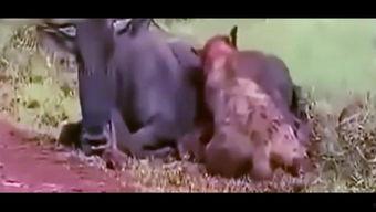 狮子会吃瓜,揭秘野生动物的奇特饮食习惯