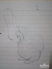 吃瓜兔子插画教程,轻松绘制可爱兔子的秘诀