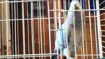 鹦鹉可以吃贝贝瓜,揭秘贝贝瓜的独特魅力