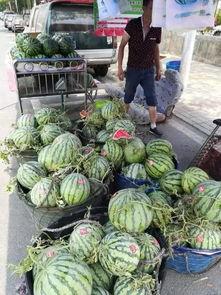 校园吃瓜事件沈阳,揭秘校园八卦背后的真相