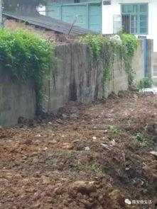 围墙吃瓜,吃瓜群众的智慧与趣味