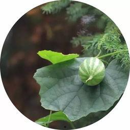 王瓜成熟可以吃么,探索这一时令佳果的食用奥秘