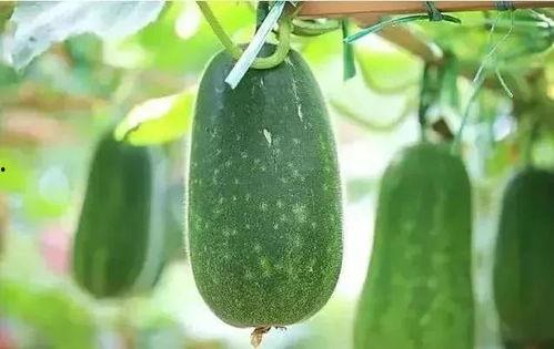 大暑宜吃瓜,夏季养生美食指南