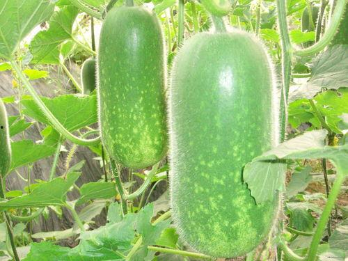 大川吃瓜视频大全,揭秘娱乐圈幕后故事