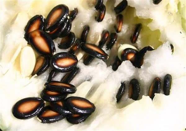 喝醉吃籽瓜,揭秘喝醉吃籽瓜的独特体验