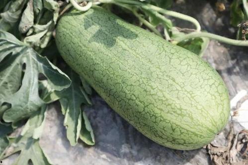 夏天直接吃的瓜,夏日瓜果盛宴