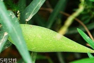 孕期吃梢瓜,营养益处与注意事项