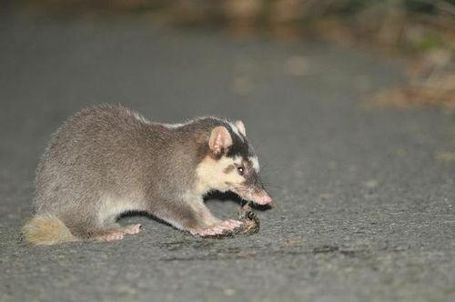 吃瓜猹配图,揭秘网络热图背后的趣味与真相