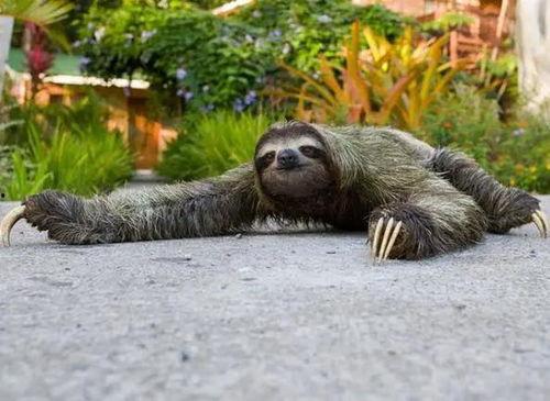 欢子动物丢吃瓜,一场趣味横生的动物美食冒险